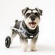thumbnail image 2 of Silla De Ruedas Para Mascotas Con Ruedas Delanteras desmontables - TALLA M, 2 of 5