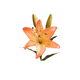 thumbnail image 1 of 4 Lilium Naranjo Flores Artificiales 69cm, 1 of 3