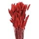 thumbnail image 1 of Uxcell 120pcs Colas de Conejo Naturales Flores Secas 17" Mini Hierba de Pampas Lagurus Ovatus Ramo para Decoración Floral de Boda, Rojo, 1 of 6
