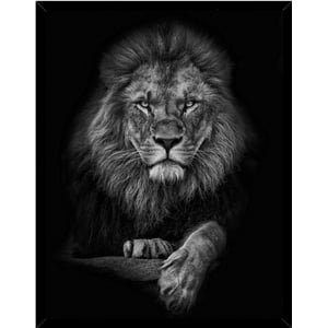 Genérico - Cuadro Decorativo Leon Blanco Y Negro Medidas 30X40 Cm