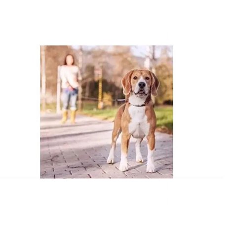 Genérico - Correa Retráctil 5 Metros Para Mascotas - Rojo