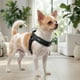 thumbnail image 3 of Arnés Petlounge Easy Glam Mascotas Perros Talla XS negro, 3 of 10
