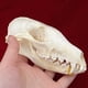 thumbnail image 4 of Cráneo de animal real CLLOEAT de taxidermia, espécimen de cráneo de zorro, 4 of 5