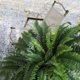 thumbnail image 3 of Helecho artificial zooFernzoom 130 cm interior/exterior, 3 of 7