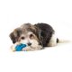 thumbnail image 4 of Juguetes para perros Pupstages 13 cm, pack de 2 con soporte dental, 4 of 6