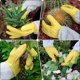 thumbnail image 2 of Guantes de jardinería Supersfel con puños ajustables de piel unisex, 2 of 7