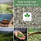 thumbnail image 4 of Té Aguja de Plata Todicamp Blanco en Hoja Suelta 1 libra, 4 of 7