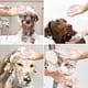 thumbnail image 4 of Softness Silicone Pet Brush For Dog & Cat, Dog Hair Massage Bath Brush With Shower Gel Dispenser, 4 of 5