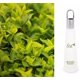 thumbnail image 2 of Perfume Eau de Parfum Daniela Kosan Tea, 2 of 2