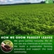 thumbnail image 5 of Té de hojas de perejil en bolsitas FRESHDRINKUS, 75 unidades, natural, 5 of 9