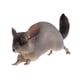 thumbnail image 2 of Modelo De Estatuilla De Animal, Recuerdo De Fiesta, Decoración Del Hogar, Artesanía, Estatuilla De Juguete Pintada A Mano, Chinchilla, 2 of 5