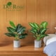 thumbnail image 4 of Plantas artificiales Der Rose, paquete de 2, tropicales para interior, 41 cm, 4 of 8