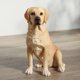 thumbnail image 4 of Figurita Veronese Design de 15 cm Labrador amarillo, 4 of 8