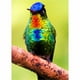 thumbnail image 1 of Cuadros Decorativo Moderno Colibrí Garganta de Fuego, 1 of 3