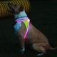 thumbnail image 4 of Arnés para perros Noxgear LightHound iluminado por USB recargable, 4 of 9