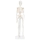 thumbnail image 1 of Modelo de Esqueleto Humano Anatomía Lab 48 cm con Brazos y Piernas Móviles, 1 of 5