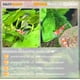 thumbnail image 4 of Mineral para camarones SALTYSHRIMP 200 g GH/KH+, 4 of 7