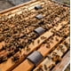 thumbnail image 5 of Tratamiento para abejas VITA BEEHEALTH Varroxsan Ácido oxálico 20 tiras, 5 of 9