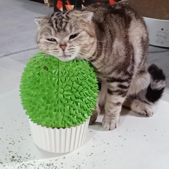 Comedero para hierba gatera, cepillo de aseo y masajeador facial para gatos