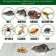 thumbnail image 4 of 1 Pack Rat Sticky Traps Extra Large, Clear Mouse Glue Trap Sticky Trap For Mice And Rats, Enhanced Stickiness Trapping Pads Snakes Spiders Roaches For House Rodent Pest Control, 4 of 4