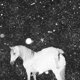 thumbnail image 1 of Perfume Fire Apocalypse Love, 1 of 1