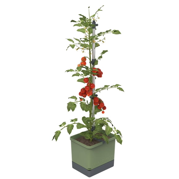 Plantadora vertical de tomates BUZZY Seeds con riego automático y enrejado