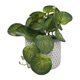 thumbnail image 4 of Planta Artificial peperomia, 4 of 4