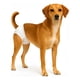 thumbnail image 1 of X100 Pañales Perros Desechable Incontinencia Perro Gato L Blanco Hembra L 52 X 32 Cm, 1 of 10