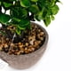 thumbnail image 3 of Planta Artificial Decorativa Bonsai 22cm, 3 of 3