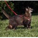 thumbnail image 4 of Arnés y correa elástica para gatos PetSafe Come with Me Kitty, 4 of 6