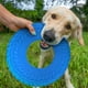 thumbnail image 2 of Disco volador para perros Nerf Dog, neumático de goma, 25 cm, azul, 2 of 2