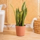 thumbnail image 2 of Planta Sansevieria Costa Farms 36cm Maceta 25cm Interior, 2 of 3
