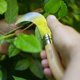 thumbnail image 4 of Cuchillo de podar plegable Opinel Nº 10 de acero inoxidable, 4 of 5