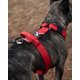 thumbnail image 3 of Street Dogs Strap Rojo, 3 of 3