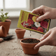 thumbnail image 2 of Semillas Ranunculus Colores Intensos - Las Encinas, 2 of 4