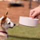 thumbnail image 2 of Cuencos y platos para mascotas Loving Pets Dolce Bamboo Ecológico, 2 of 4