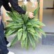 thumbnail image 3 of Helechos artificiales ZoofernZoom de 45 cm con 55 hojas para exteriores e interiores, 3 of 7