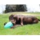 thumbnail image 2 of Juguete para perro Chew King XL Pack de 2, color turquesa, con dispensador de premios, 2 of 9