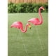 thumbnail image 2 of Adornos de césped Flamingo Yard Union Products Featherstone, 2 of 3