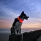 thumbnail image 4 of Collar LED para perro, recargable por USB, luminoso, para seguridad nocturna, moderno y con luz para perros pequeños, medianos y grandes., 4 of 8