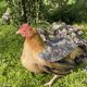 thumbnail image 4 of Arnés de apareamiento para gallinas The Chicken Chick - Camuflaje para bantam y razas pequeñas, 4 of 7