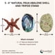 thumbnail image 2 of Porta Incienso Ocean Shell Studios 15‑18 cm Concha de Abulón, 2 of 4