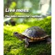thumbnail image 2 of Musgo Vivo LUCKYRUNES para Terrarios Reptiles 50 inaa, 2 of 3
