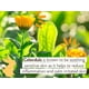 thumbnail image 4 of Loción corporal Babo Botanicals Hidratante de Avena y Caléndula, 4 of 6