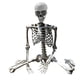 thumbnail image 5 of Esqueleto De Halloween Props Party Favors Yard Full Body Posable Joints Skeleton 70cm, 5 of 5