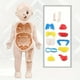 thumbnail image 4 of 14PCS Creative Kid 3D Puzzle Human Body Anatomy Model Educational Learning Organ Assembled Toy, Body Organ Teaching Tool For Children DIY Assembled Medical Early Education Toys, 4 of 4