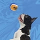 thumbnail image 3 of Pelota de tenis para perros Nerf Dog con chirriador interactivo, 4 unidades, 3 of 3
