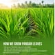 thumbnail image 5 of Hojas de pandan secas premium 133 ml, té de hoja de pandan 100% natural, 5 of 9