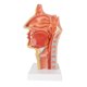 thumbnail image 1 of Modelo Anatómico EVOTECH SCIENTIFIC 1:1 a Escala Real, 1 of 4