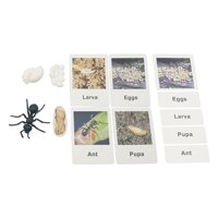 Magideal - De De De Crecimiento Animal Pintado Prejuguetes Educativos Tempranos Para Niños , Hormiga